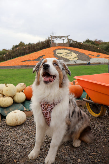 Pembs In Fall - Harness