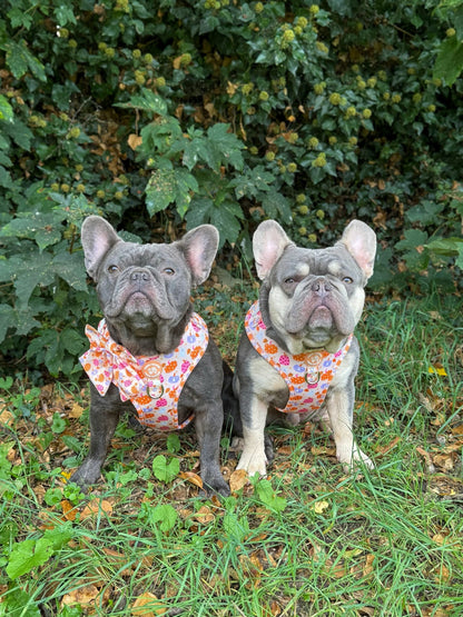 Too Cute To Spook! Harness