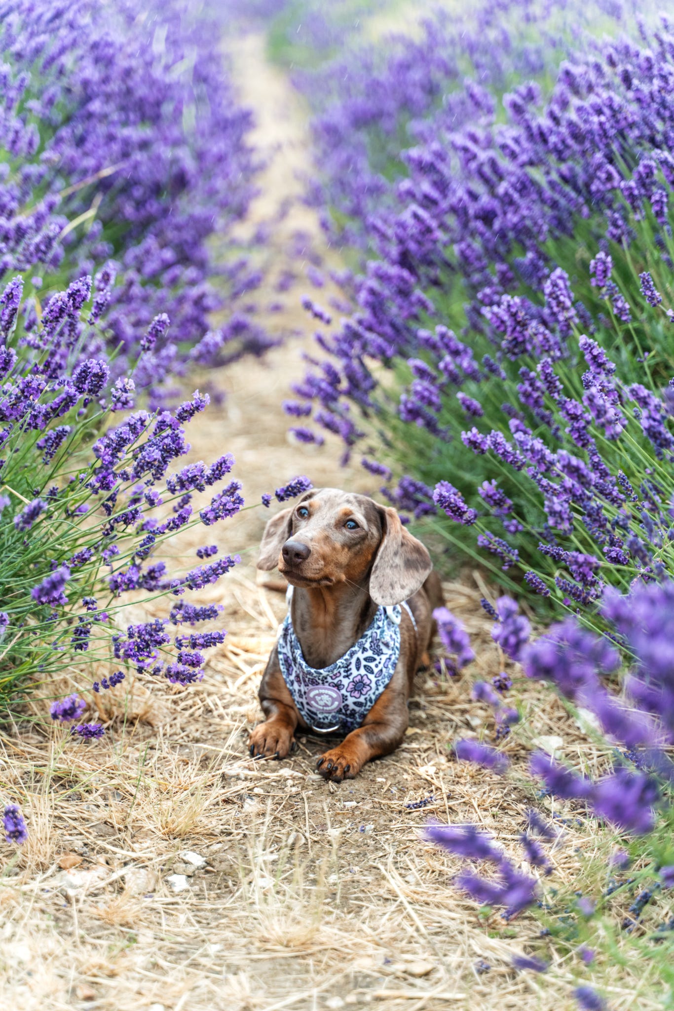 Pembs Petals Hyacinth Harness