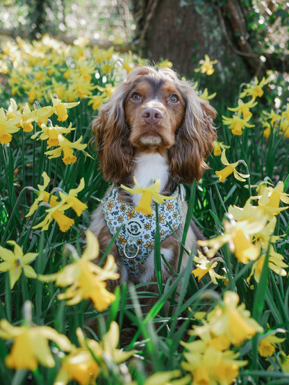 You Make Me Daff Harness