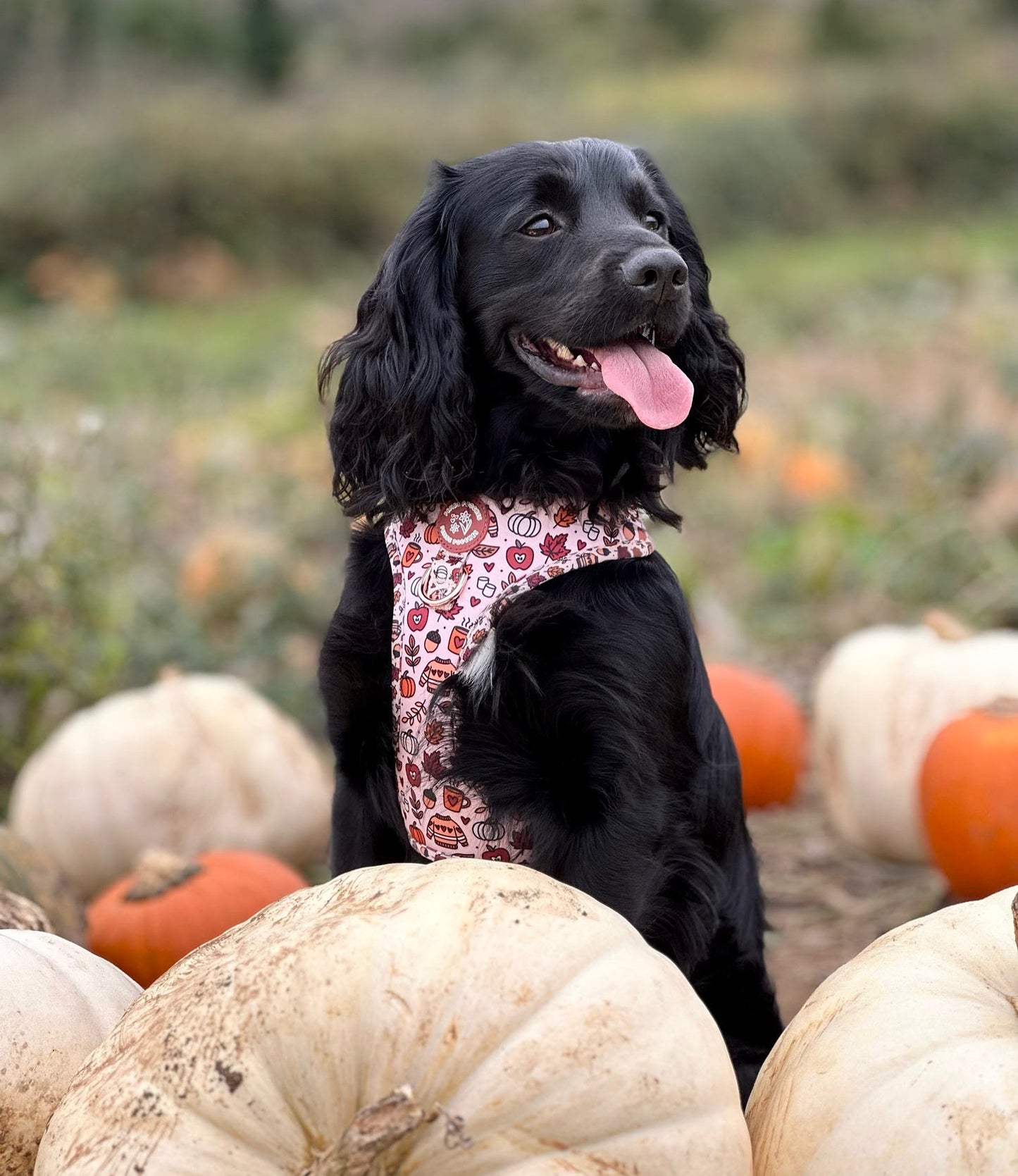 Pembs In Fall - Harness