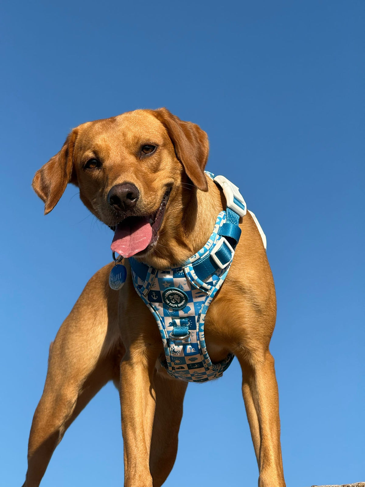 Seaside Soul - Pembs X The Salty Spaniel -  Explorer Harness