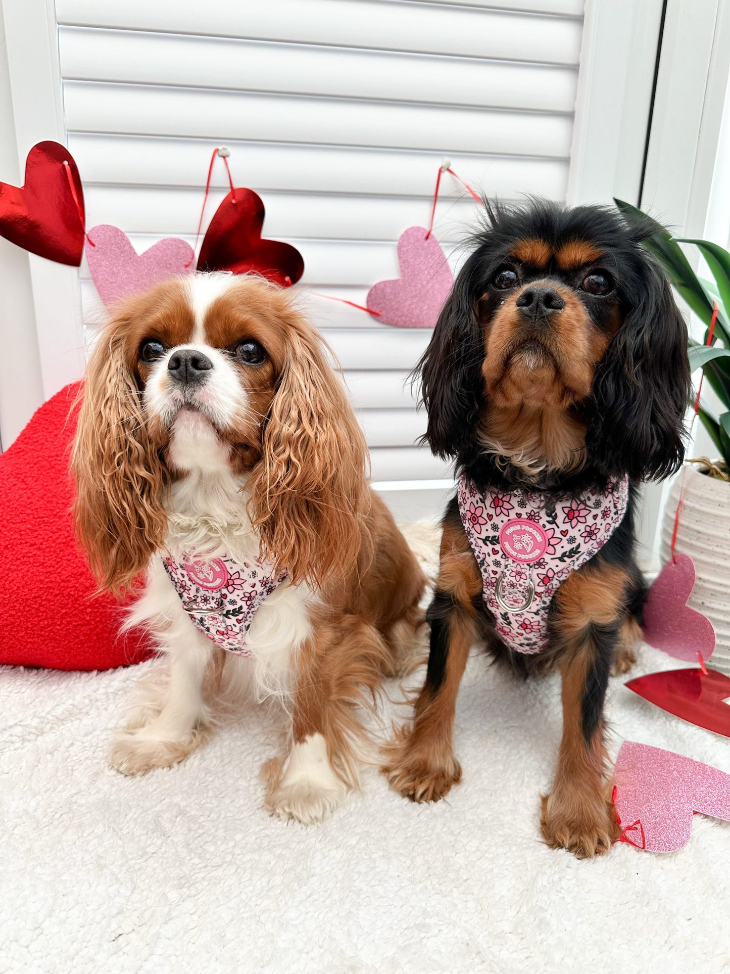 You Make Me Daff! Valentines Edition Harness