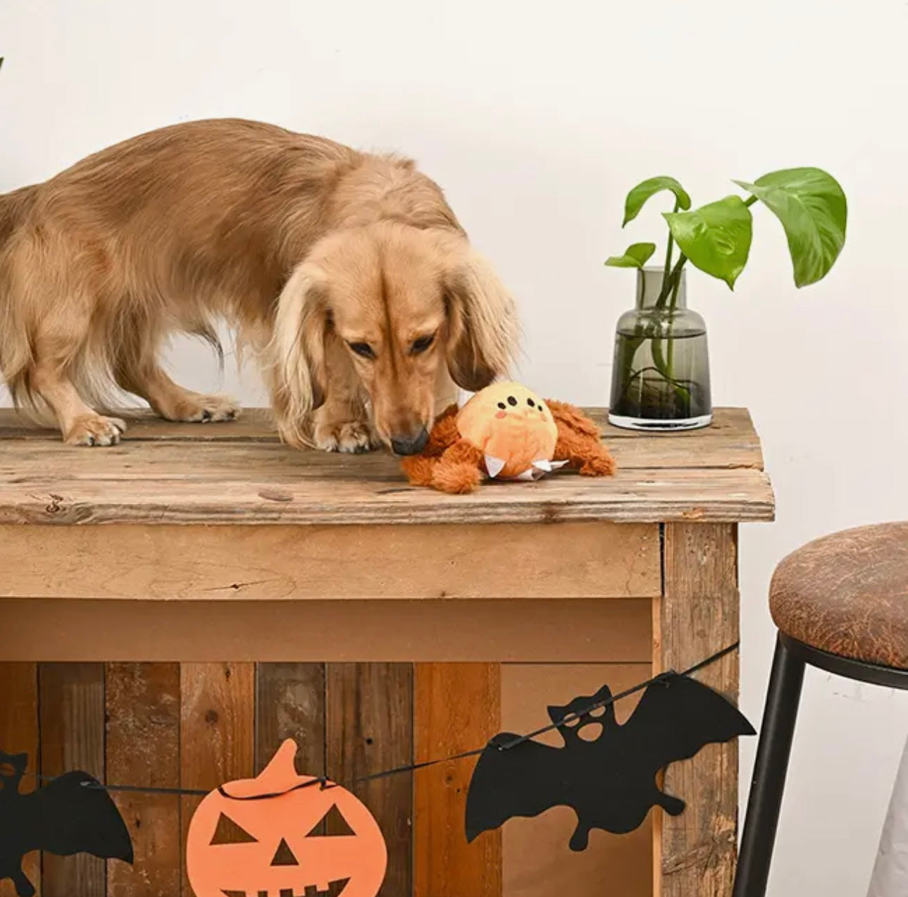 Howloween Night | Spider Dog Ball Toy