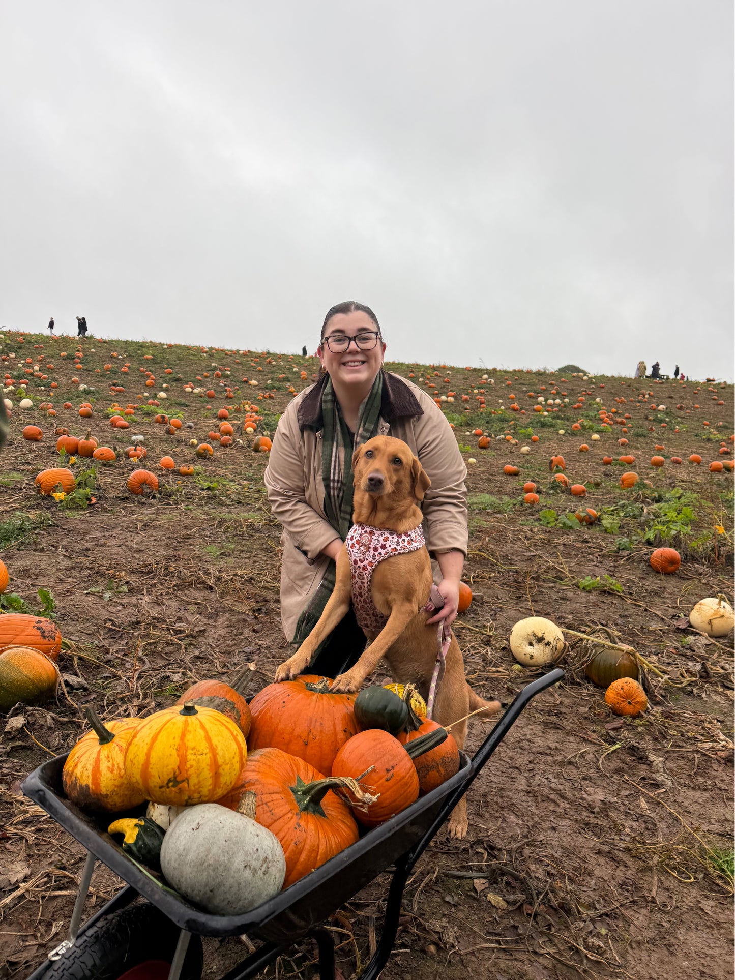 Pembs In Fall - Harness