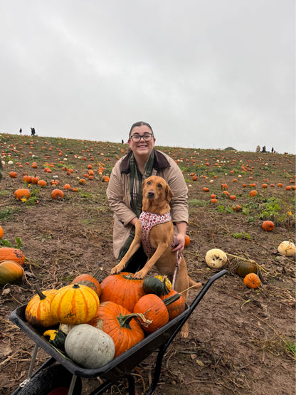 Pembs In Fall - Harness