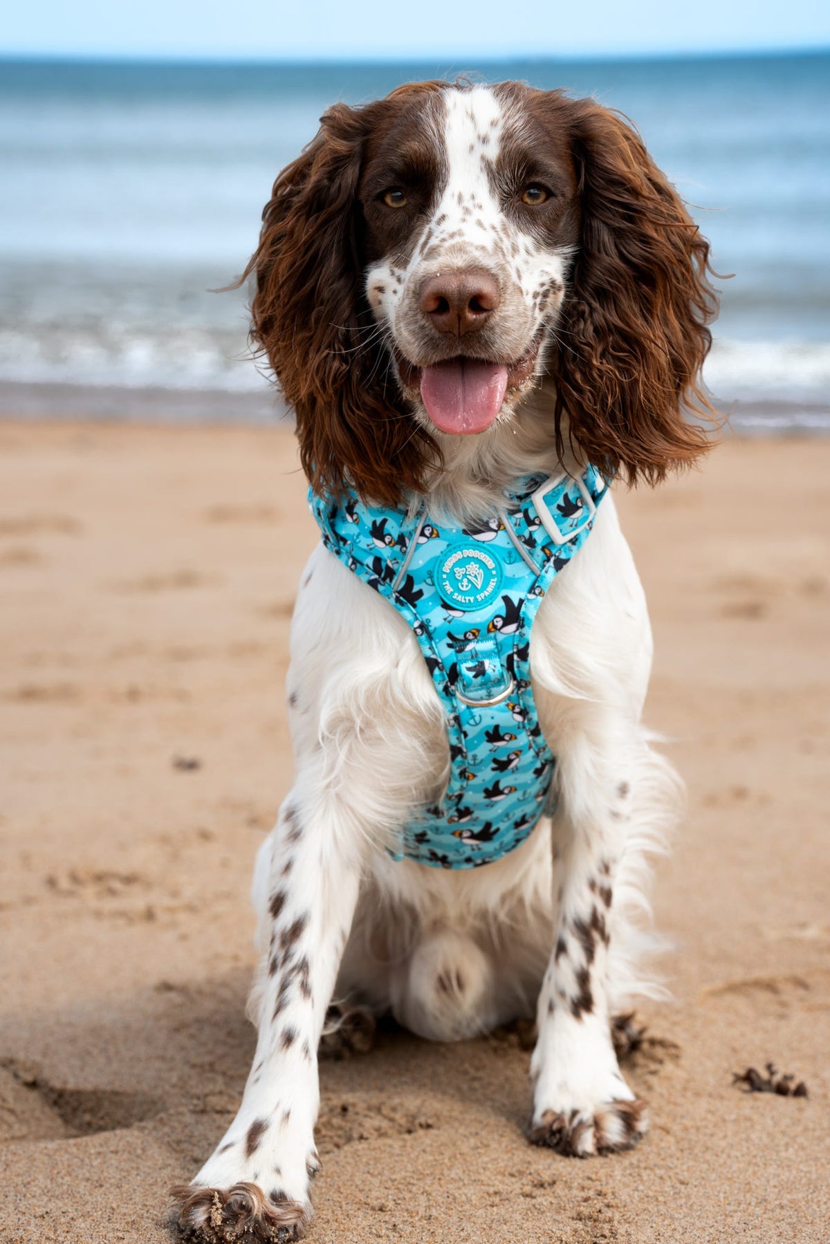 Puffin Awesome! Pembs X The Salty Spaniel -  Explorer Harness