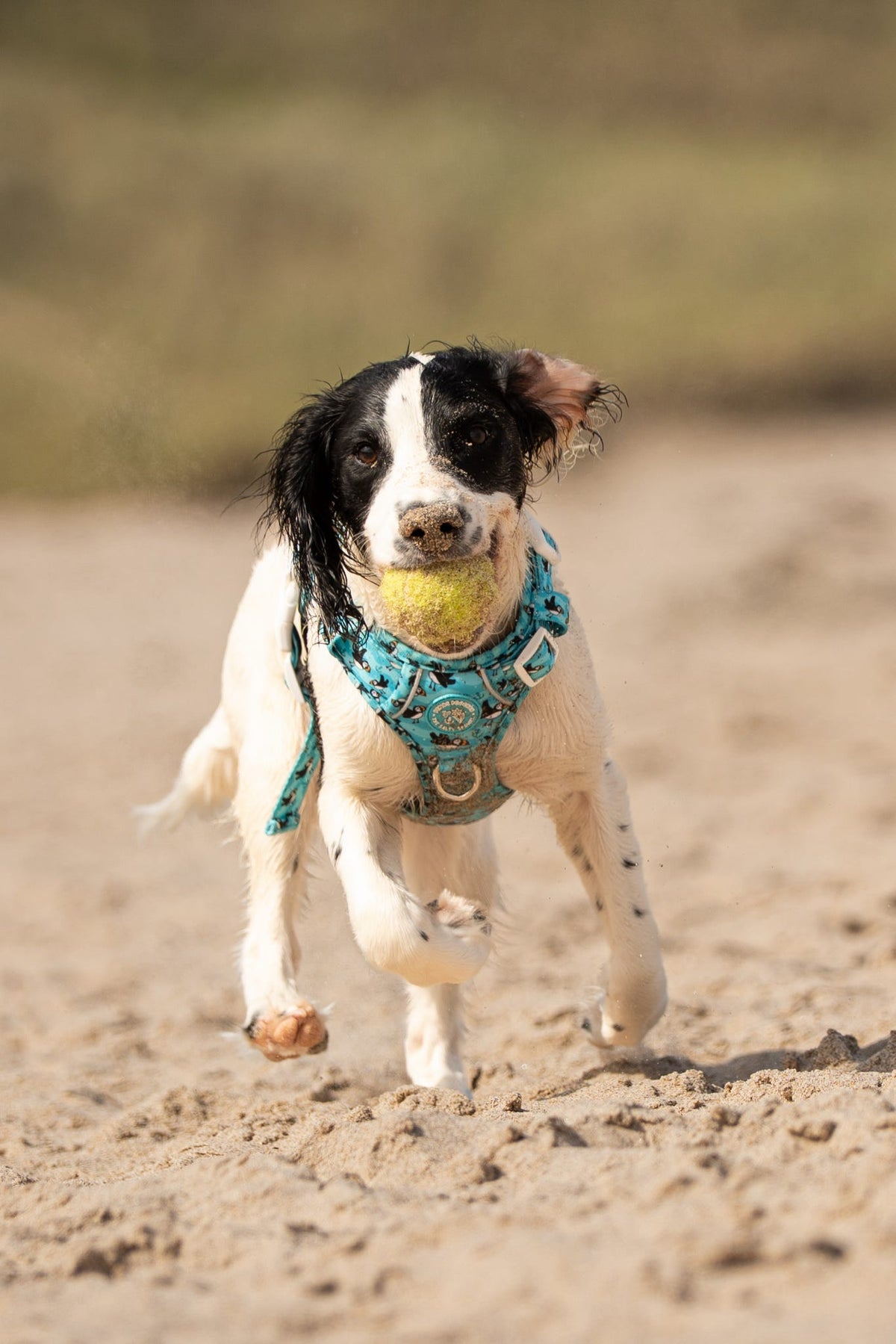 Puffin Awesome! Pembs X The Salty Spaniel -  Explorer Harness