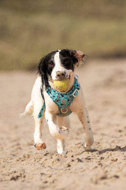 Puffin Awesome! Pembs X The Salty Spaniel -  Explorer Harness