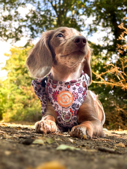 Daisy Daze - Harness