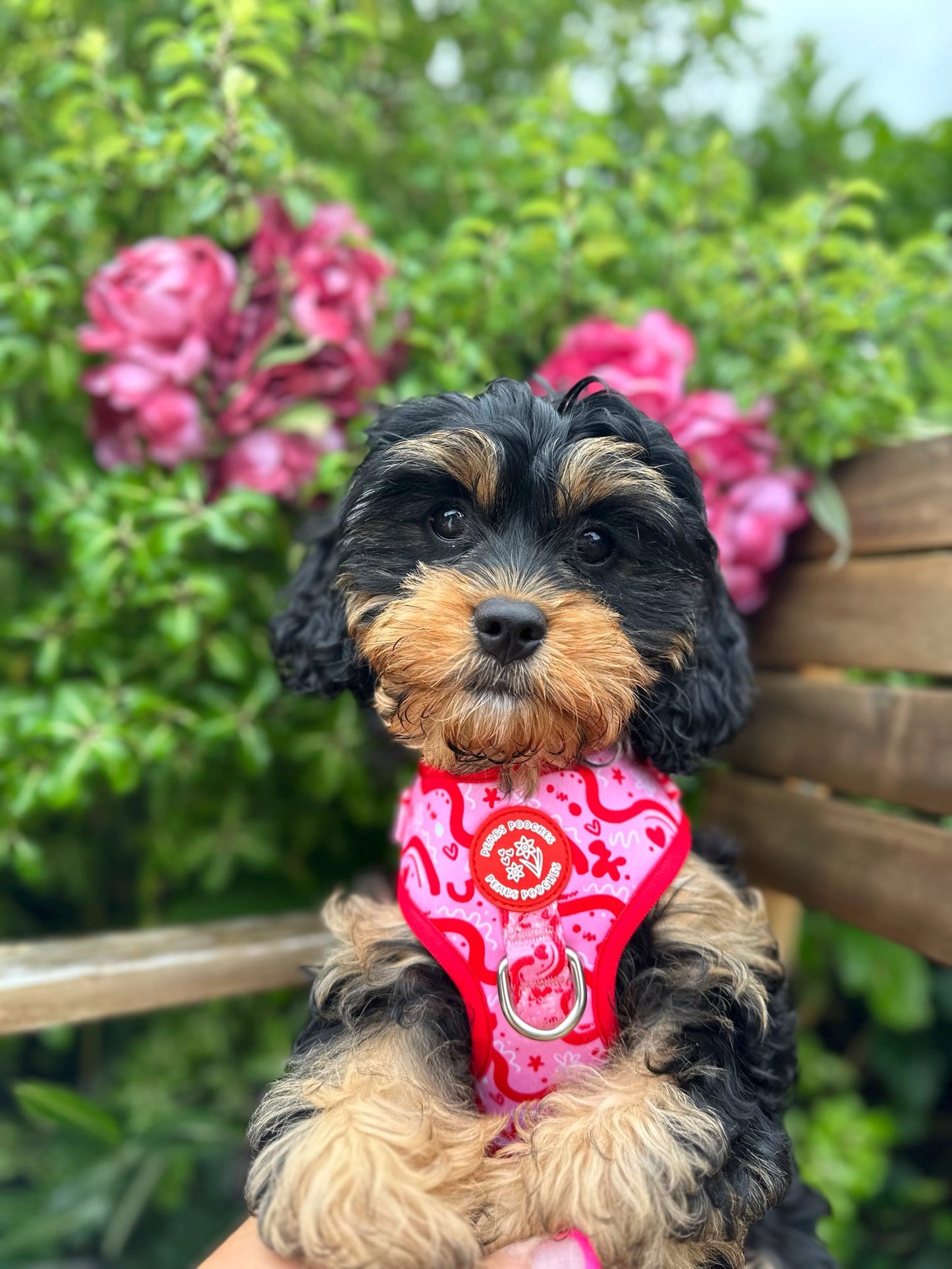 Wavy Baby ( Raspberry)