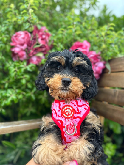 Wavy Baby ( Raspberry)